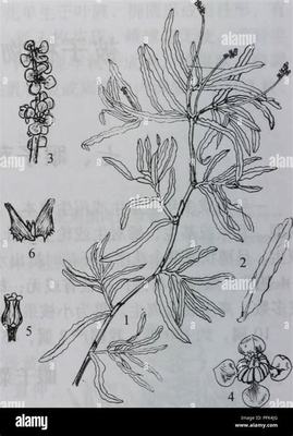 夢(mèng)幻情天(首充5倍)H5加盟 成功與挑戰(zhàn)?可?并?存——招投標(biāo)代理服務(wù)深度解析